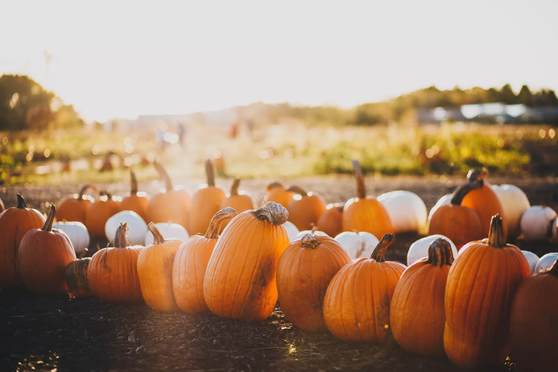 Boozy Pumpkin Spice Latte: Fall Flavors with Classic Elegance