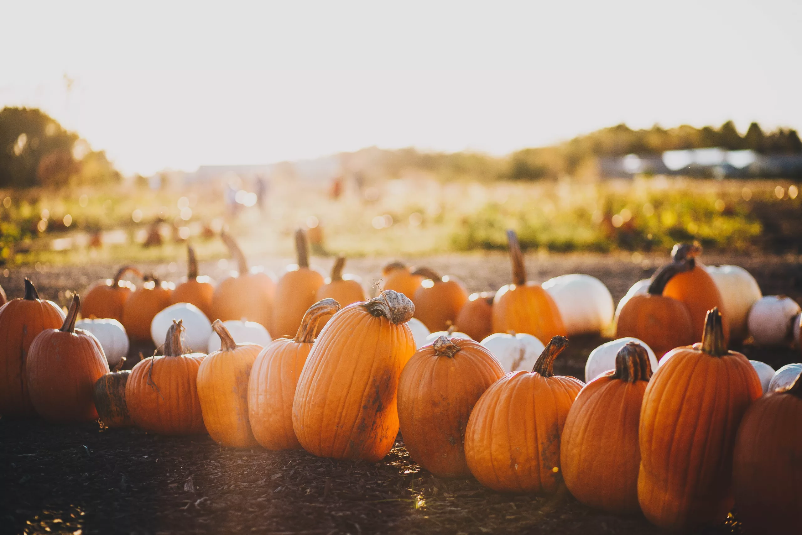 image from Boozy Pumpkin Spice Latte: Fall Flavors with Classic Elegance